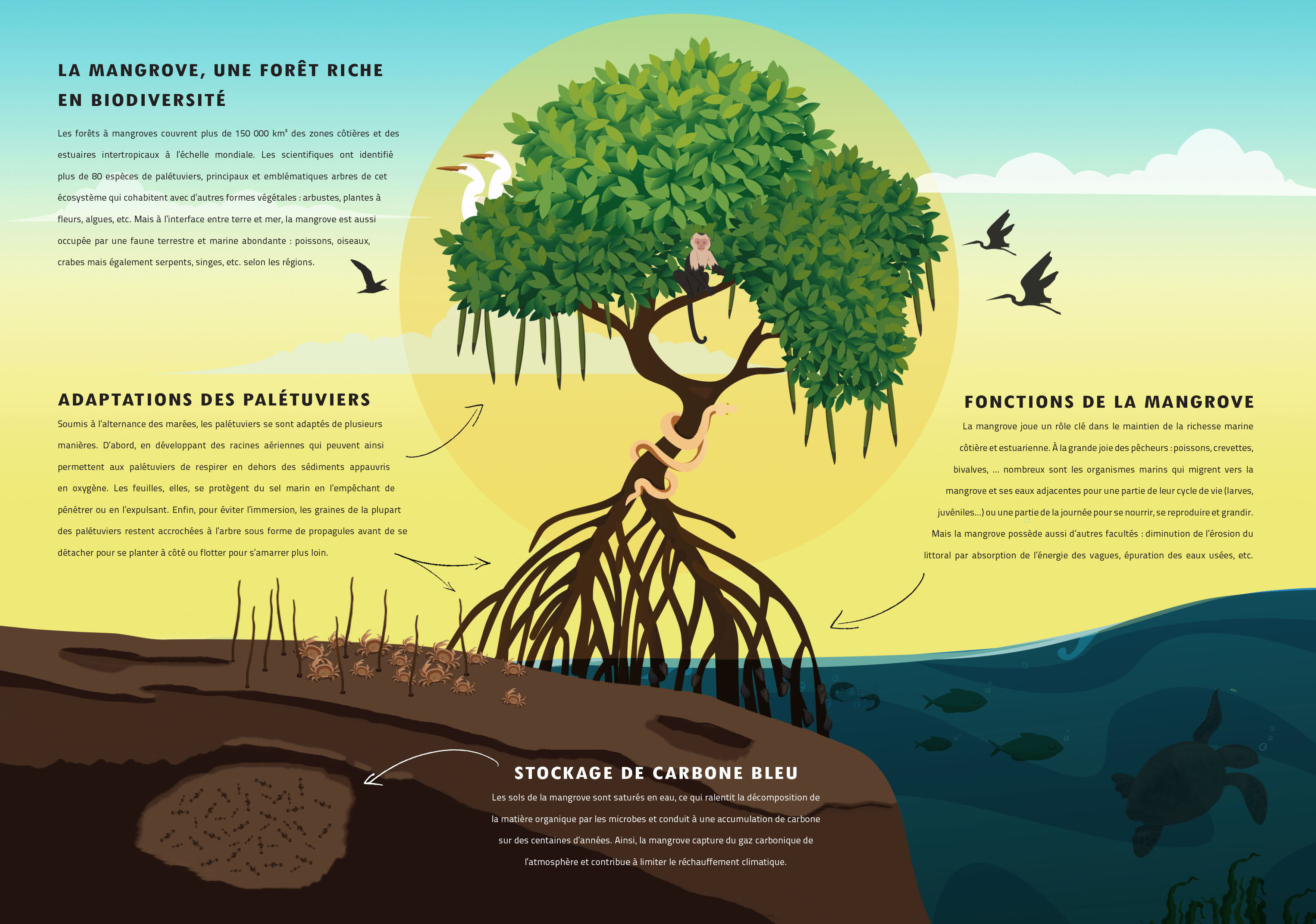 Lancement en avant-première du documentaire pédagogique : « Mangrove ...